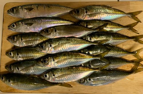 マアジの釣果