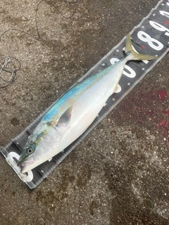 ハマチの釣果