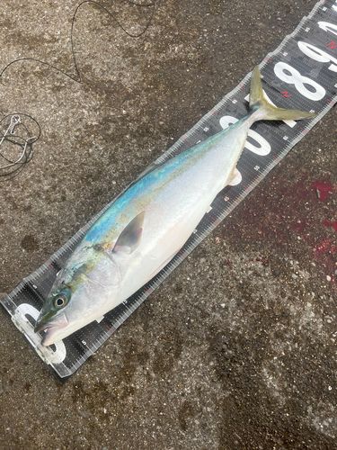 ハマチの釣果