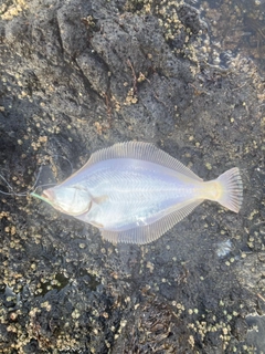 マガレイの釣果