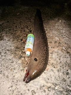 ドクウツボの釣果