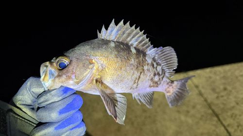 メバルの釣果