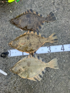 カワガレイの釣果