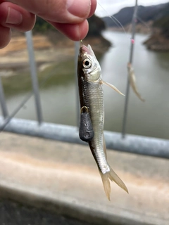 オイカワの釣果