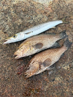 オオモンハタの釣果
