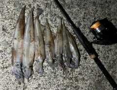 ヤリイカの釣果