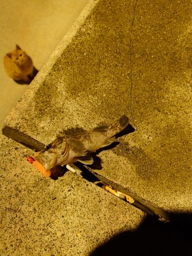 ソイの釣果