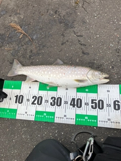 アメマスの釣果