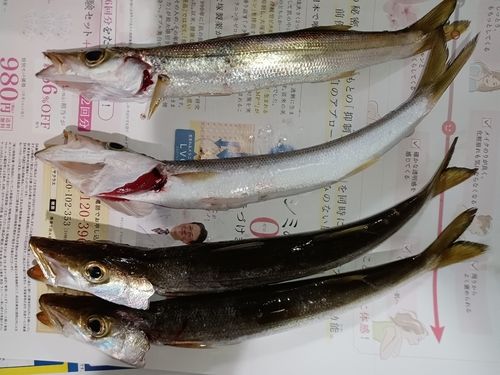 カマスの釣果