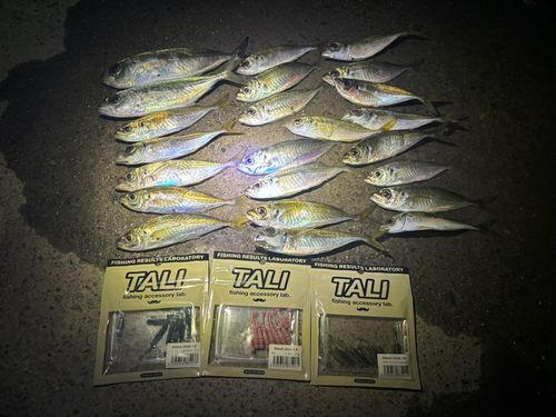 アジの釣果