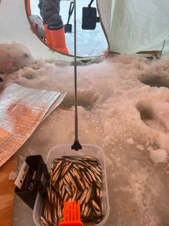 ワカサギの釣果