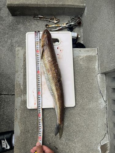 エソの釣果