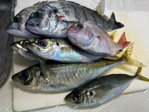 釣果