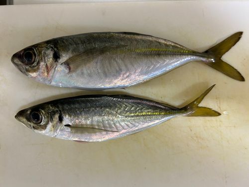 釣果