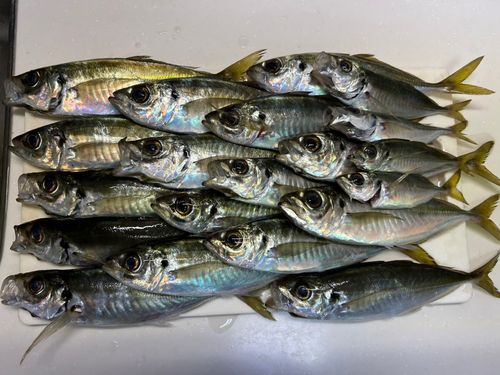 釣果
