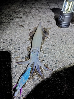 ヤリイカの釣果