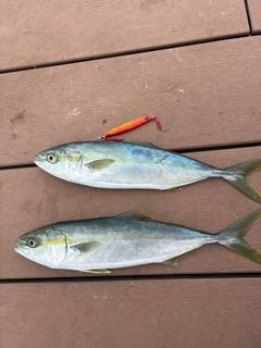 ツバイソの釣果