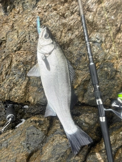 ヒラスズキの釣果