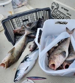 サクラマスの釣果