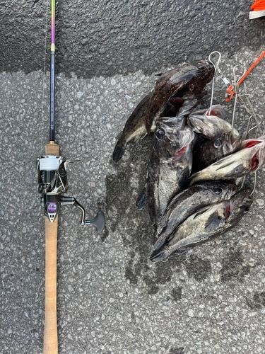 クロソイの釣果