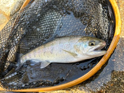 アマゴの釣果