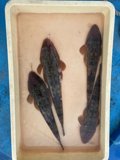 マゴチの釣果