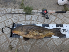 コイの釣果