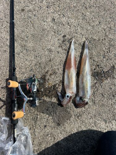ヤリイカの釣果