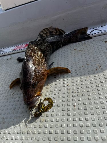 釣果