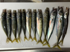 アオアジの釣果