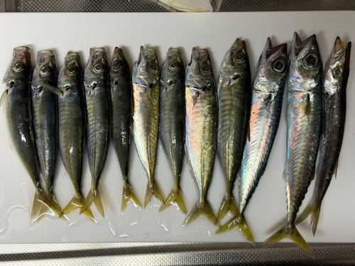 アオアジの釣果