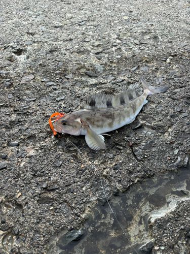 ホッケの釣果