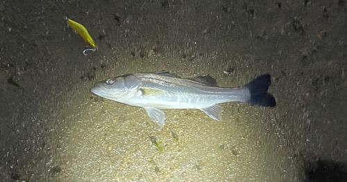 セイゴ（マルスズキ）の釣果