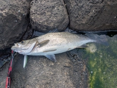 ヒラスズキの釣果