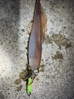 ヤリイカの釣果
