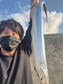 タチウオの釣果