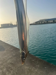 タチウオの釣果