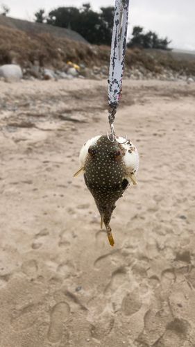 ツバイソの釣果
