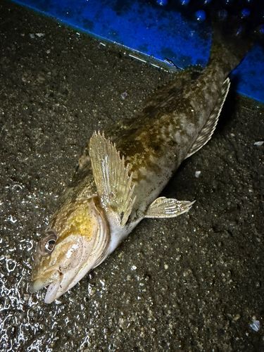 アイナメの釣果