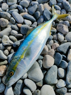 コゾクラの釣果