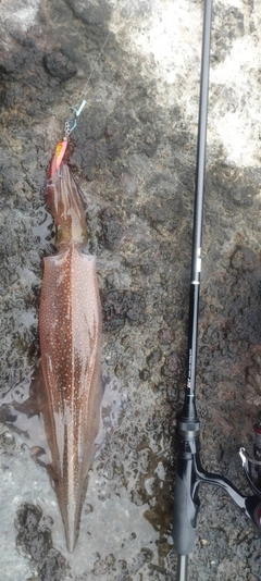 釣果