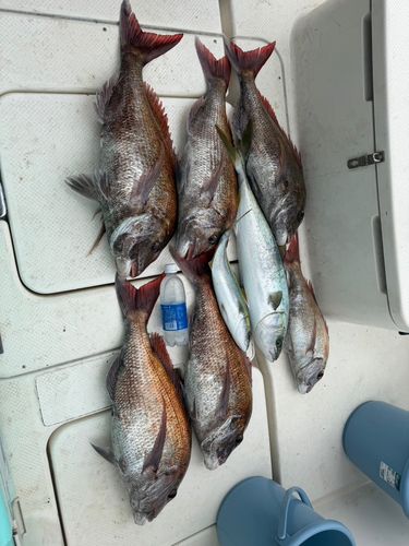 マダイの釣果