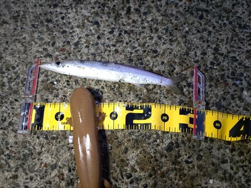 アカカマスの釣果