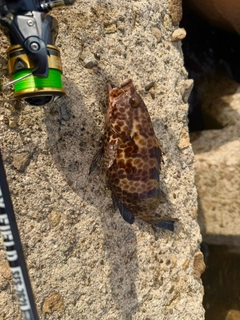 オオモンハタの釣果