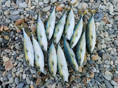 コゾクラの釣果