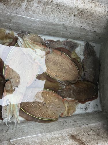 コウイカの釣果