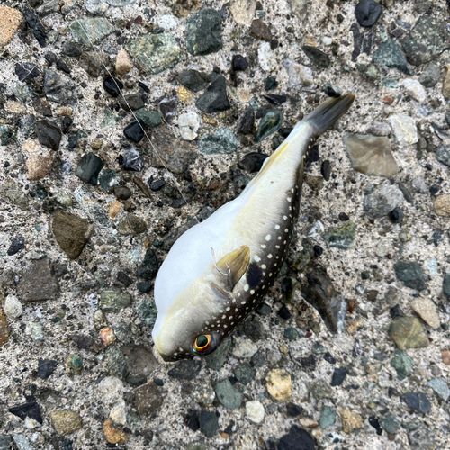 フグの釣果