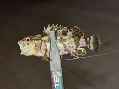 タケノコメバルの釣果