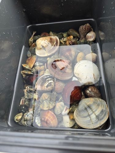 釣果