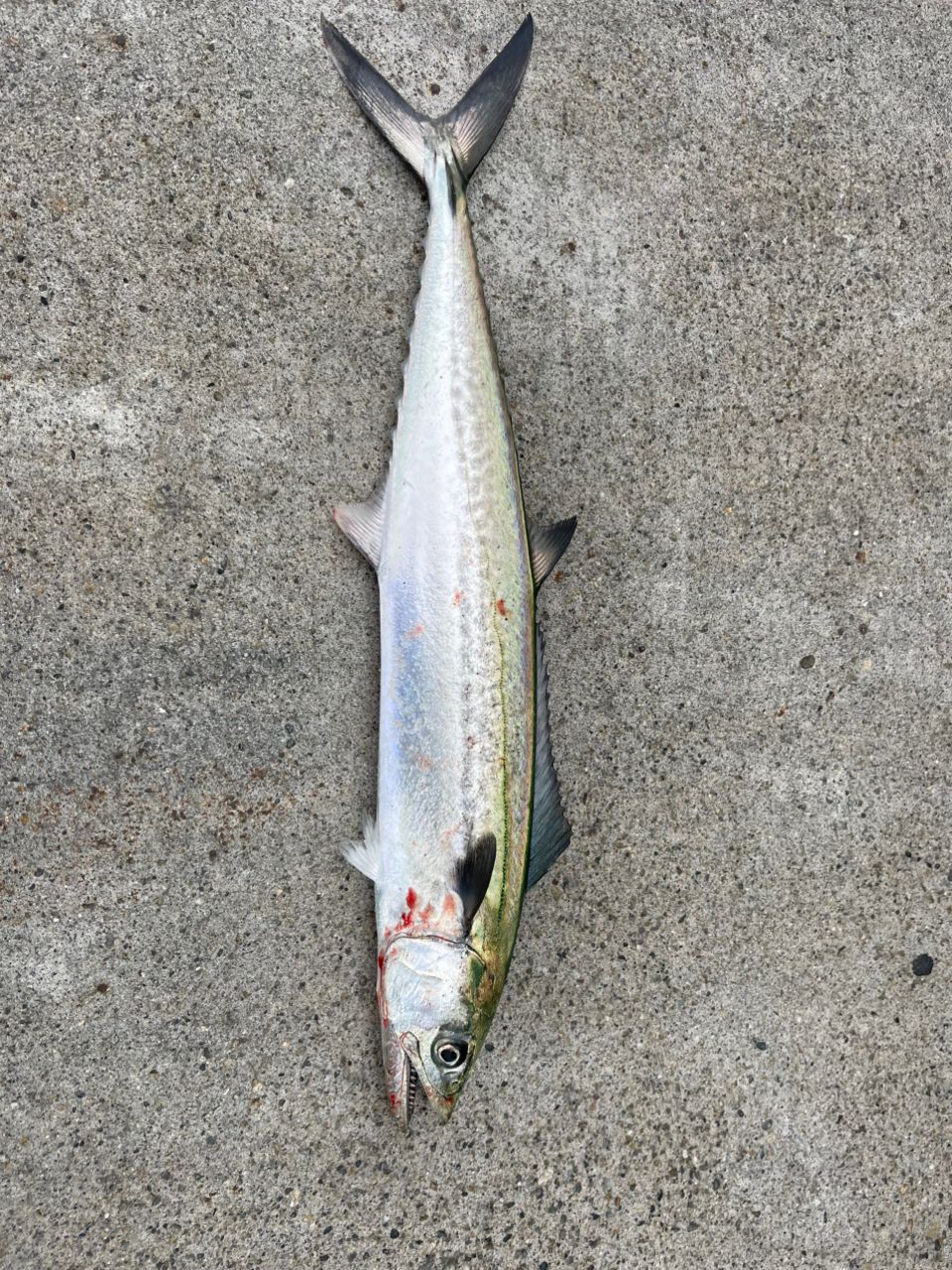 DAIWA 22シルバーウルフ SV TW PE スペシャル 1000XHの最安値